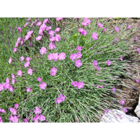 Dianthus subacaulis fl.pl. - hvozdík