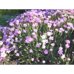 Dianthus - hvozdík