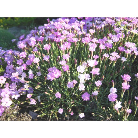 Dianthus - hvozdík