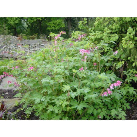 Dicentra spectabilis - srdcovka nádherná