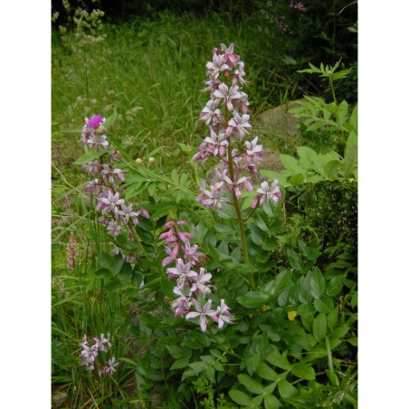 Diactamnus albus - třemdava bílá