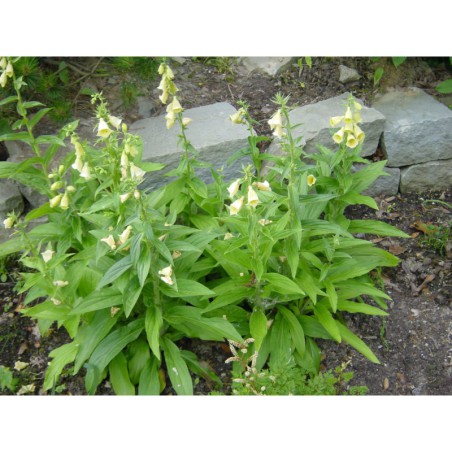 Digitalis grandiflorus - náprstník