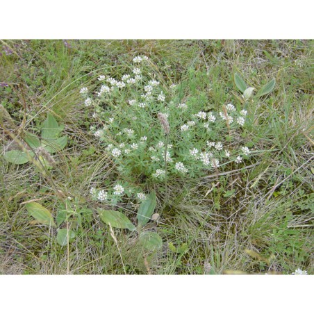 Dorycnium pentaphyllum - bílojetel