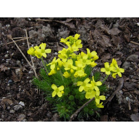 Draba brunifolia - chudina