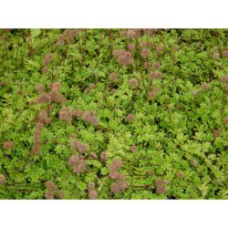 Acaena novae-zelandiae - acéna