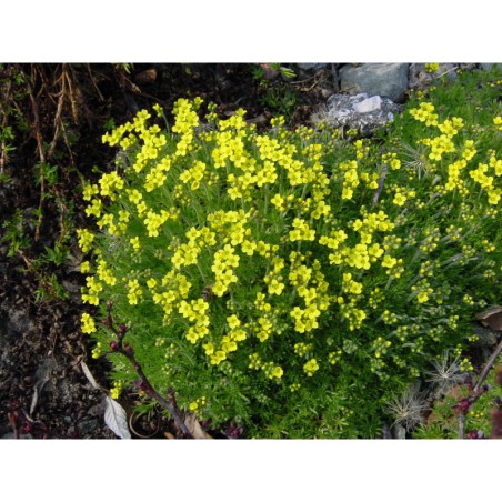 Draba bryoides - chudina