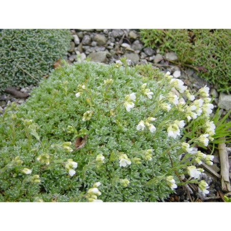 Draba sundermanii - chdina