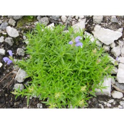 Dracocephalum ruyschianum - včelník