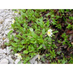 Dryas sundermanii - dryádka