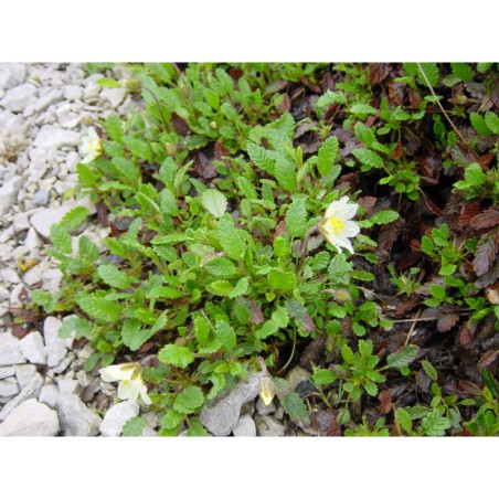 Dryas sundermanii - dryádka