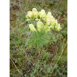 Aconitum anthora - oměj jedhoj