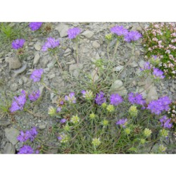 Edraianthus graminifolius - modroušek