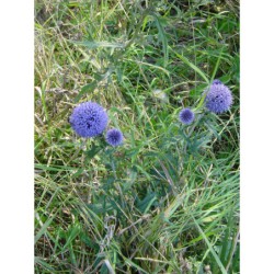 Echinops ritro - bělotrn