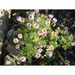 Erigeron compositus - turan