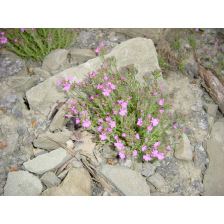 Erinus alpinus - nemléč