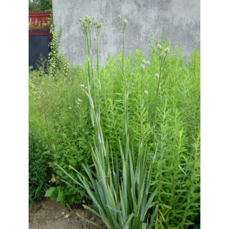 Eryngium eburneum - máčka