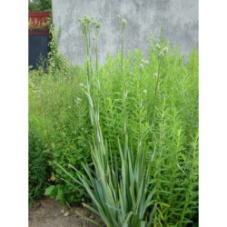 Eryngium eburneum - máčka