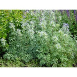 Eryngium planum - máčka