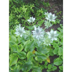 Eryngium giganteum - máčka