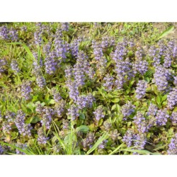 Ajuga reptans Atropurpurea - zběhovec plazivý