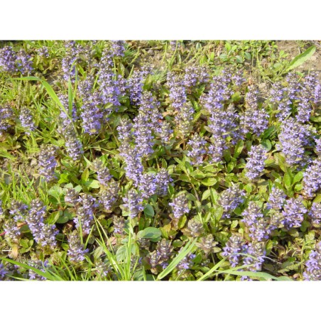 Ajuga reptans Atropurpurea - zběhovec plazivý