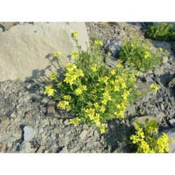 Erysimum pumilum - trýzel