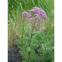 Eupatorium purpureum - sadec