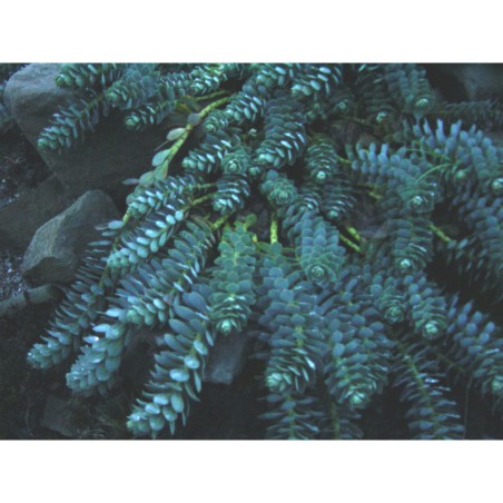 Euphorbia myrsinites - pryšec myrtolistý