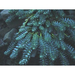 Euphorbia myrsinites - pryšec myrtolistý