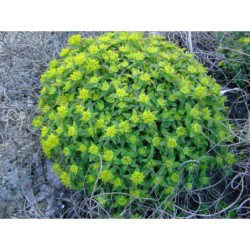 Euphorbia polychroma - pryšec mnohobarvý