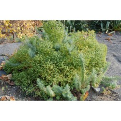 Euphorbia suguierana - pryšec Seguierův