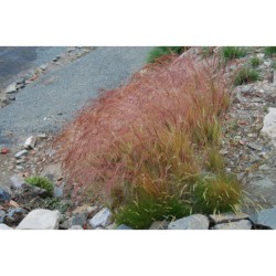 Festuca amethystina - kostřava hedvábná