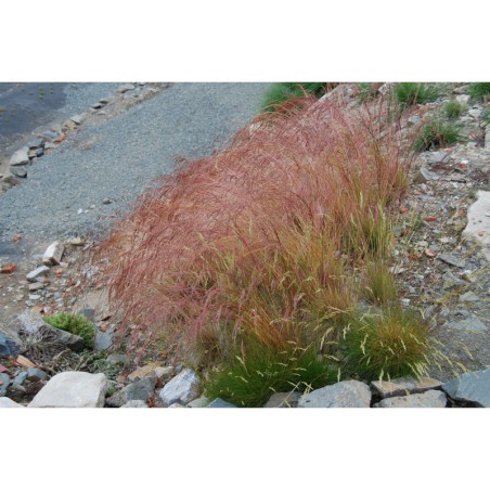 Festuca amethystina - kostřava hedvábná