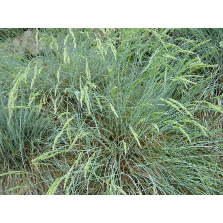 Festuca glauca - kostřava sivá