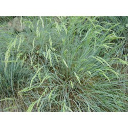 Festuca glauca - kostřava sivá