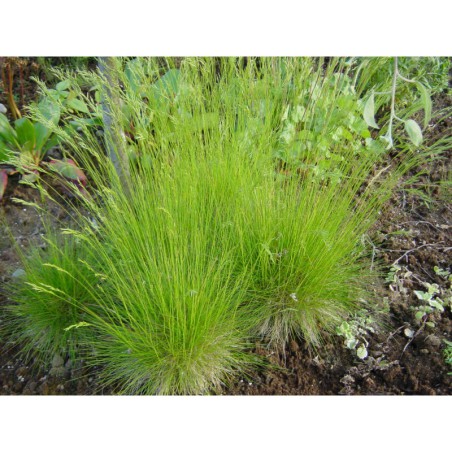 Festuca scoparia - kostřava medvědí