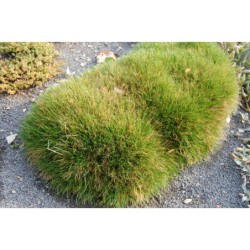 Festuca scoparia Pic Carlit - kostřava medvědí