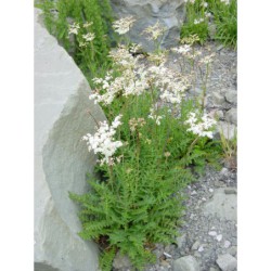Filipendula vulgaris - tužebník obecný