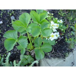 Fragaria - jahodník převislý