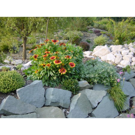 Gaillardia Kobold - kokarda