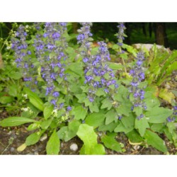 Ajuga genevensis - zběhovec ženevský