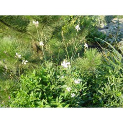 Gaura lindheimieri - gaura
