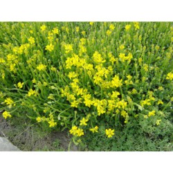 Genistela sagitalis - kručinečka křídlatá