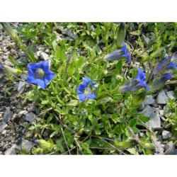 Gentiana acaulis - hořec bezlodyžný