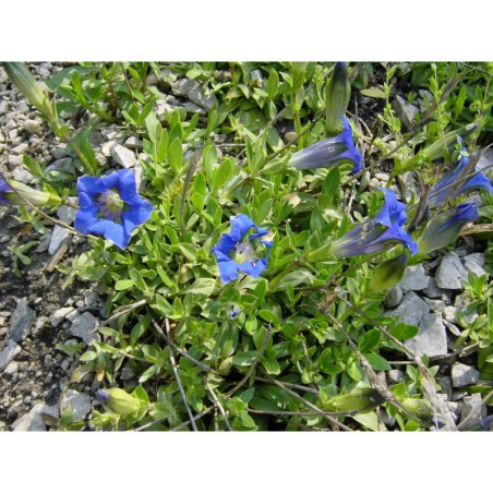 Gentiana acaulis - hořec bezlodyžný