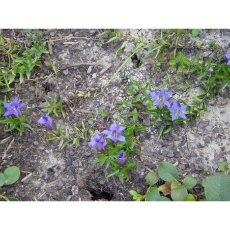 Gentiana septemfida lagodechiana - hořec