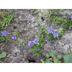 Gentiana septemfida lagodechiana - hořec