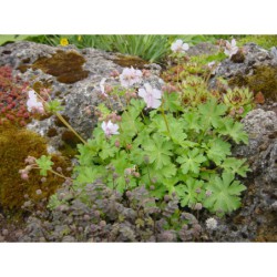 Geranium dalmaticum Album - kakost