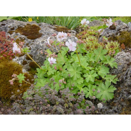 Geranium dalmaticum Album - kakost