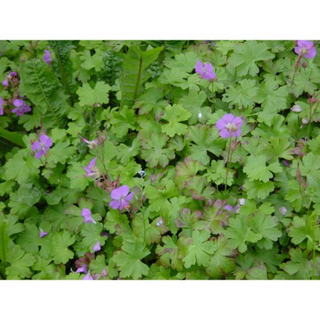Geranium dalmaticum - kakost